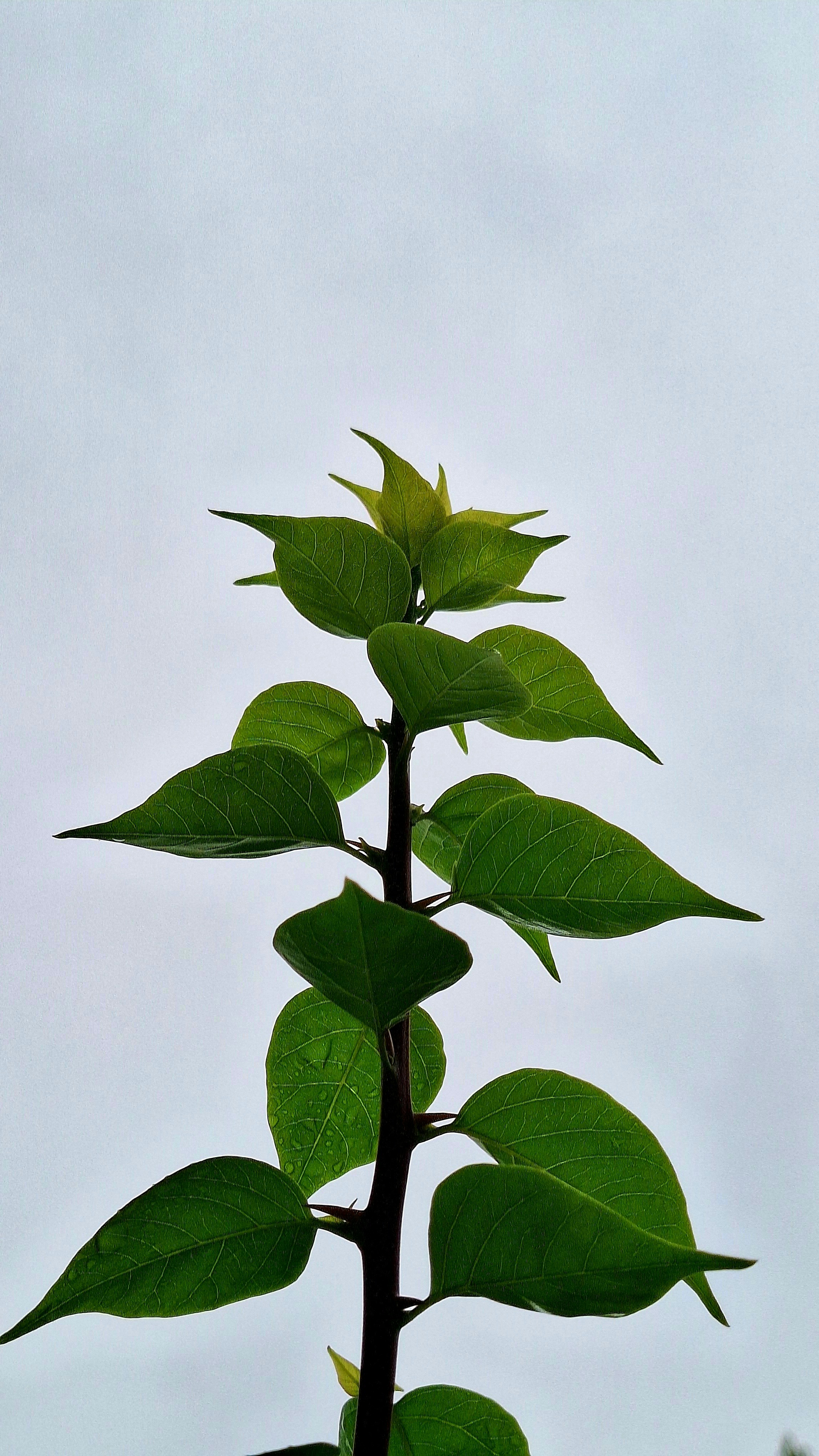 Photo by akshar_2598