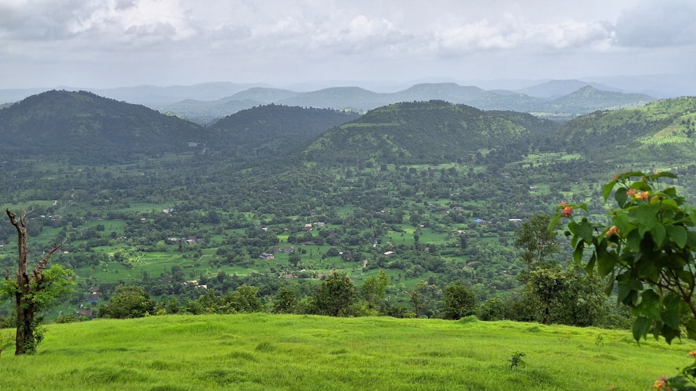 a lush green hillside covered in lots of trees