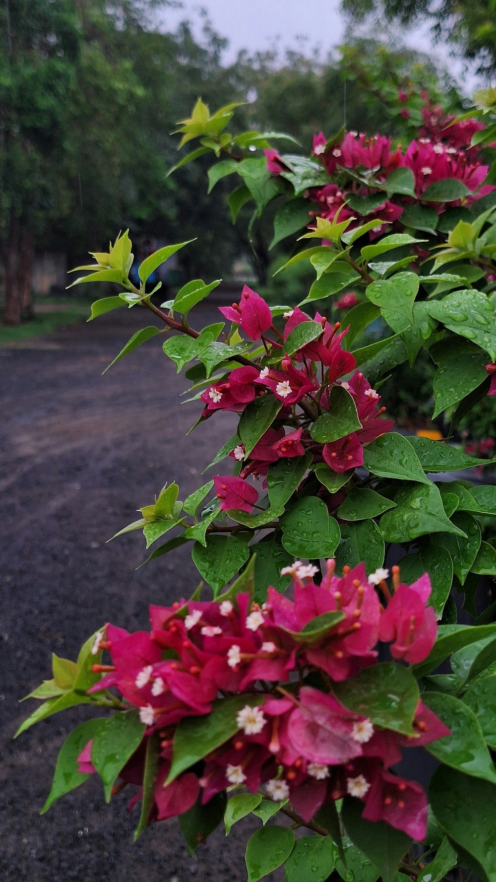 a bunch of flowers that are on a bush