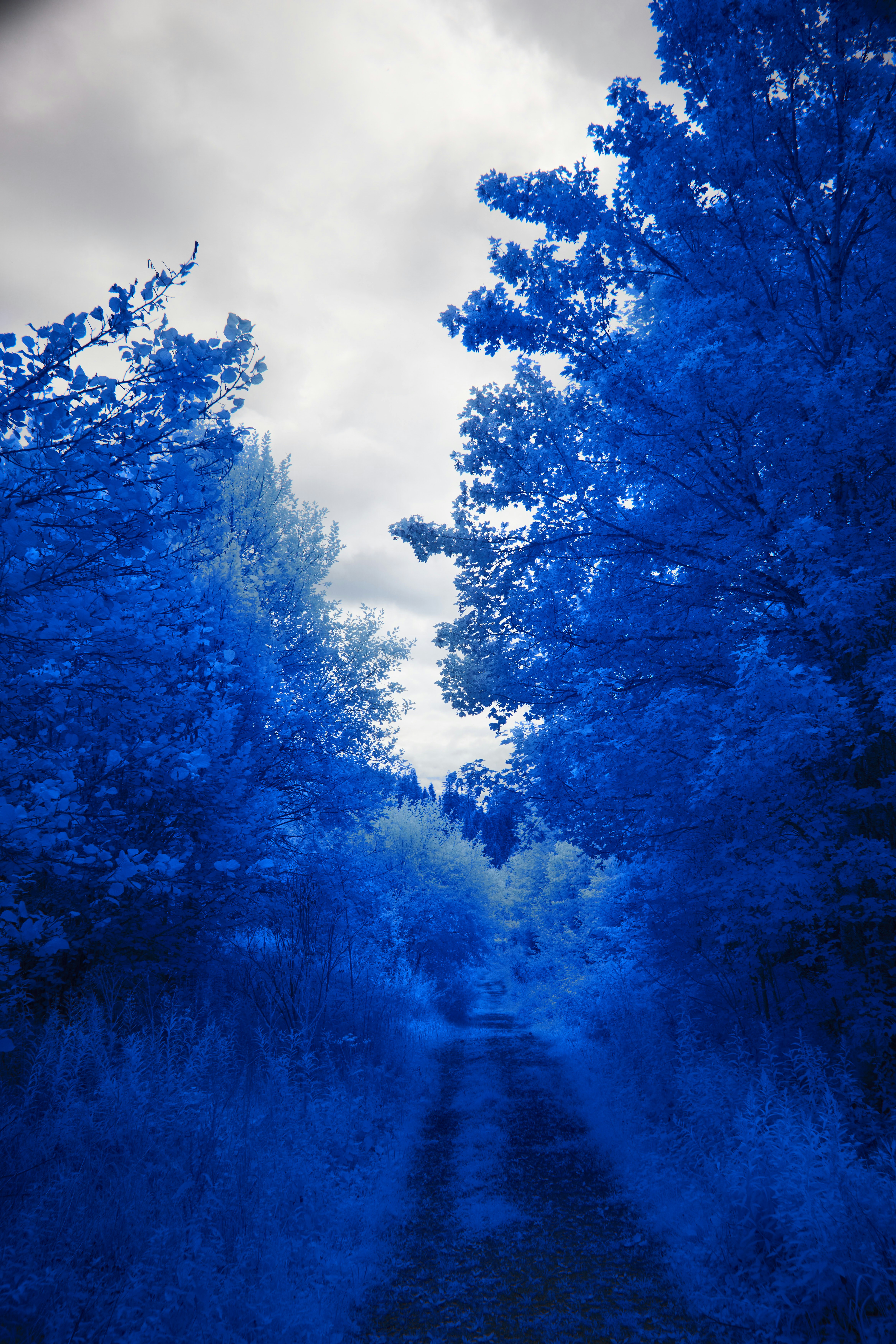 Photo by wolfgang_hasselmann