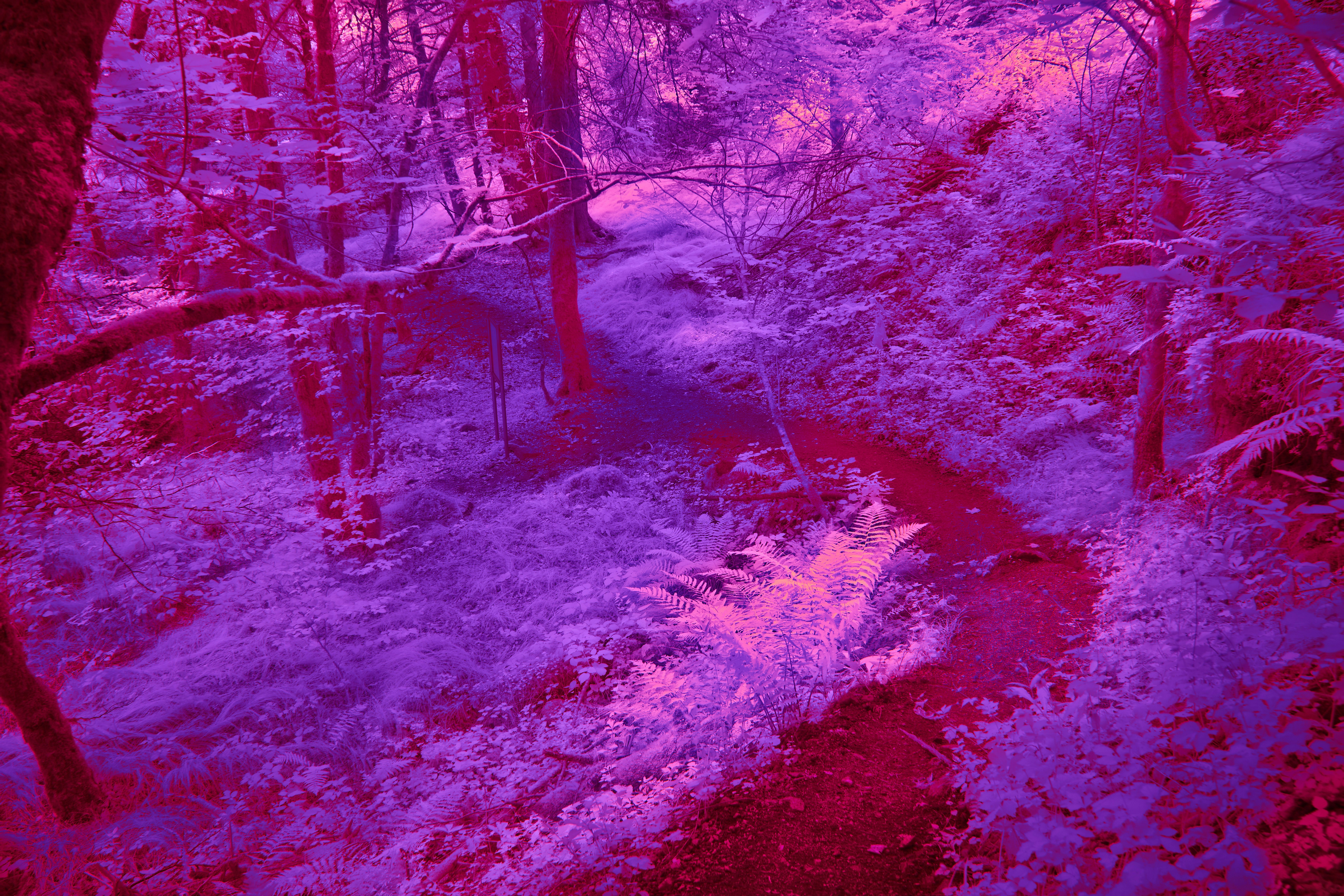 Photo by wolfgang_hasselmann