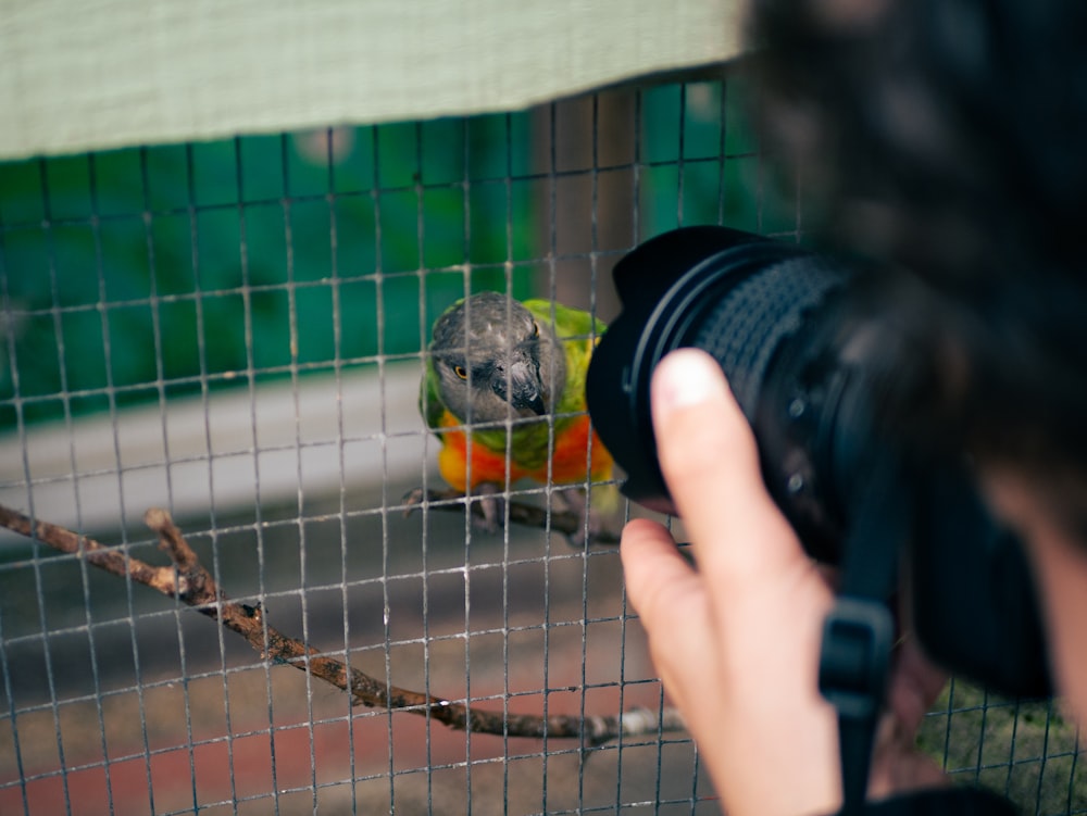 eine Person, die ein Foto von einem Vogel durch einen Zaun macht