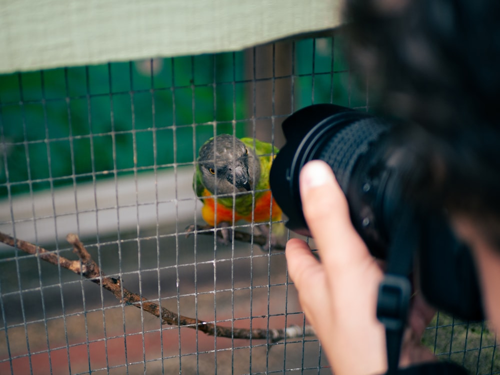 a person taking a picture of a bird through a fence