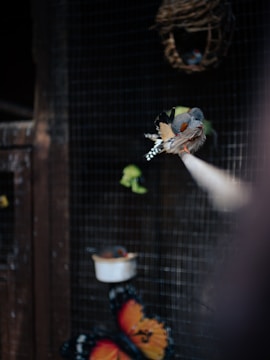 A small bird with gray and orange feathers perches on a white pole inside an aviary. There are other birds and a woven nest visible in the background. The environment is dark and features elements like a wooden structure and mesh.
