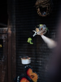 A small bird with gray and orange feathers perches on a white pole inside an aviary. There are other birds and a woven nest visible in the background. The environment is dark and features elements like a wooden structure and mesh.