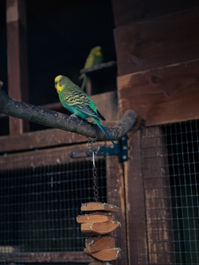 A colorful sun conure perched on a wooden branch inside a cozy aviary.
