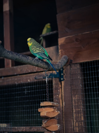 A colorful sun conure perched on a wooden branch inside a cozy aviary.