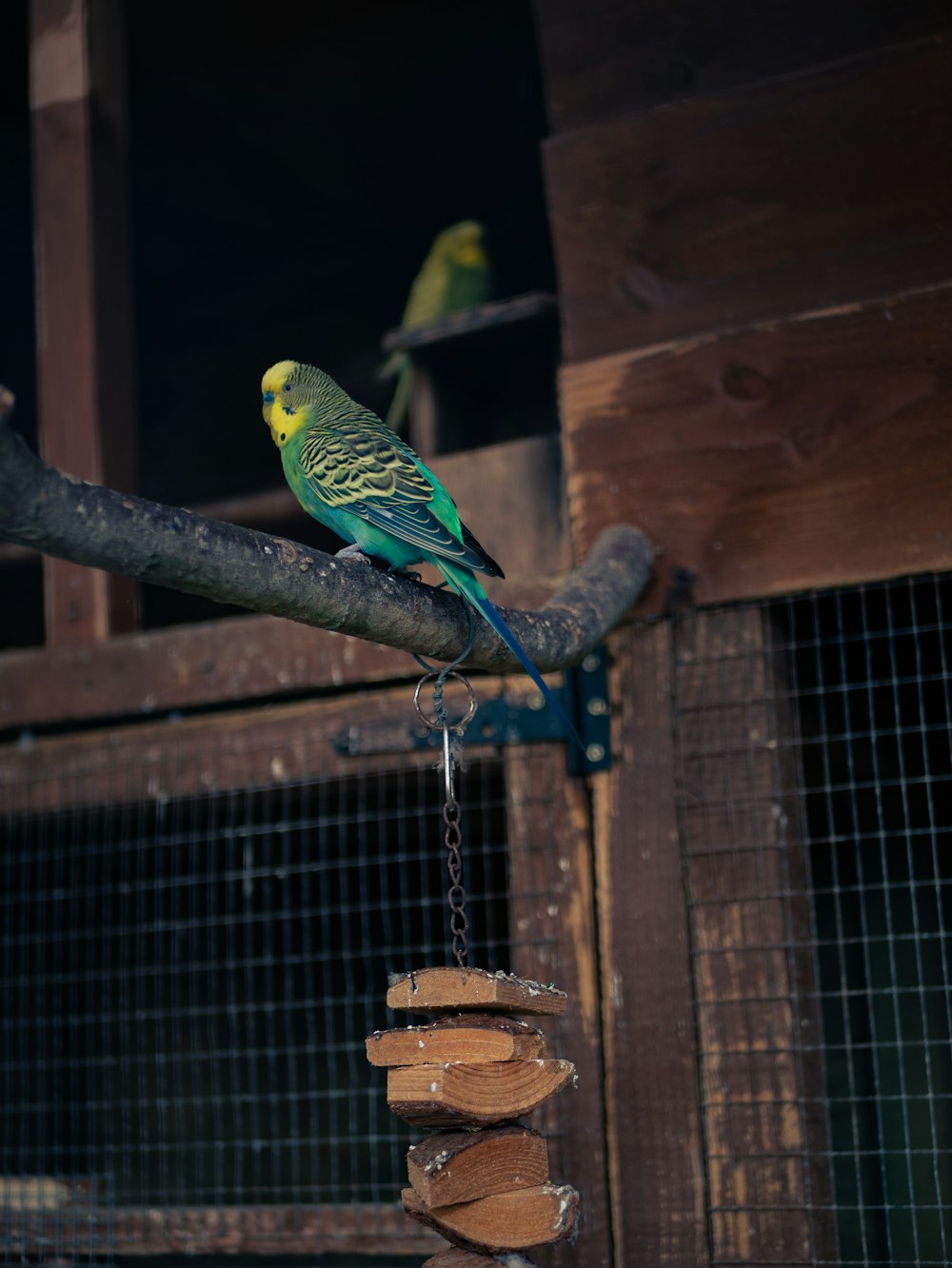 two green and yellow parakeets perched on a tree branch