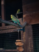 A green and yellow parakeet perches on a branch inside a wooden aviary. The bird exhibits intricate feather patterns. A second parakeet is visible in the background. A wooden toy or decoration hangs next to the branch.