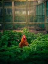 A group of fighting roosters in a traditional training arena surrounded by greenery.