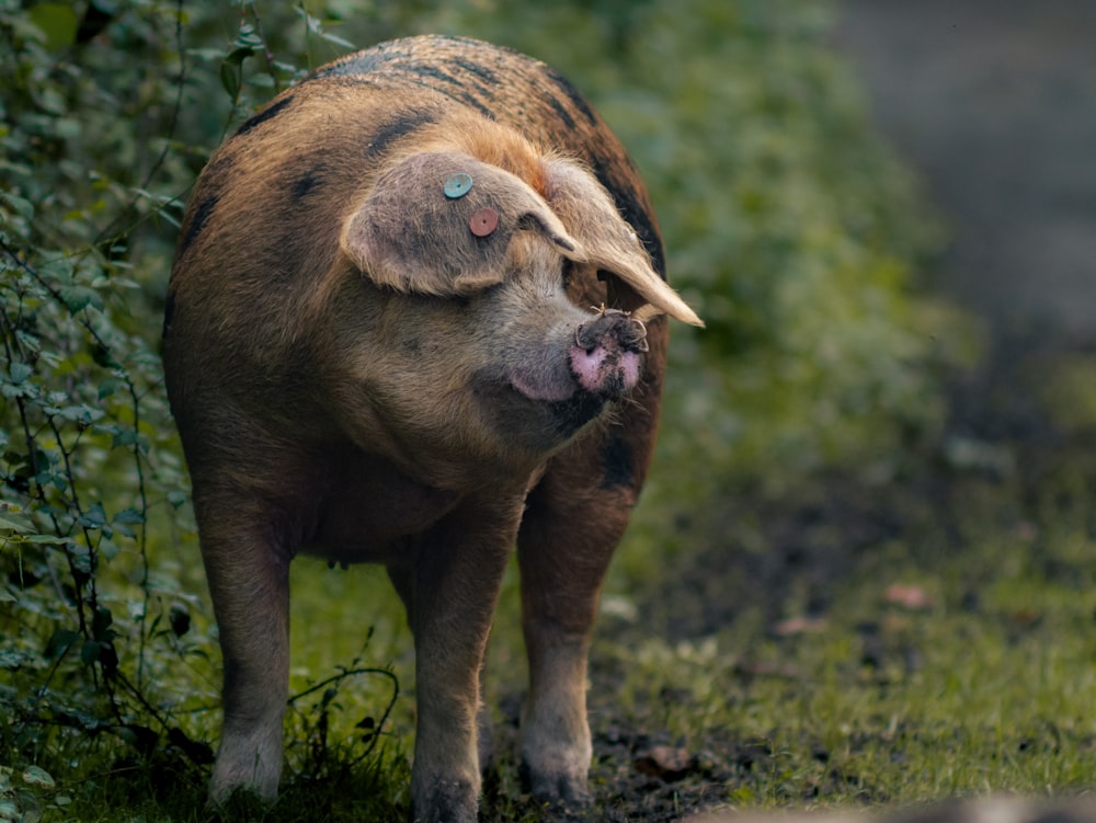 Ein großes Schwein, das auf einem üppig grünen Feld steht