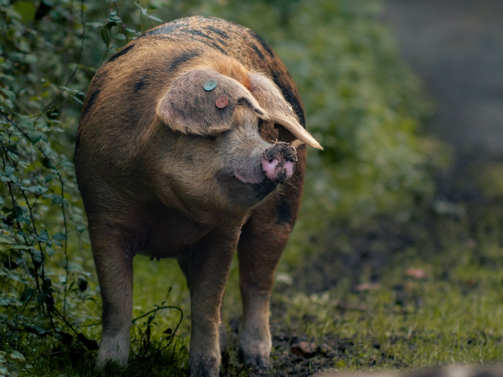 a large pig standing on top of a lush green field