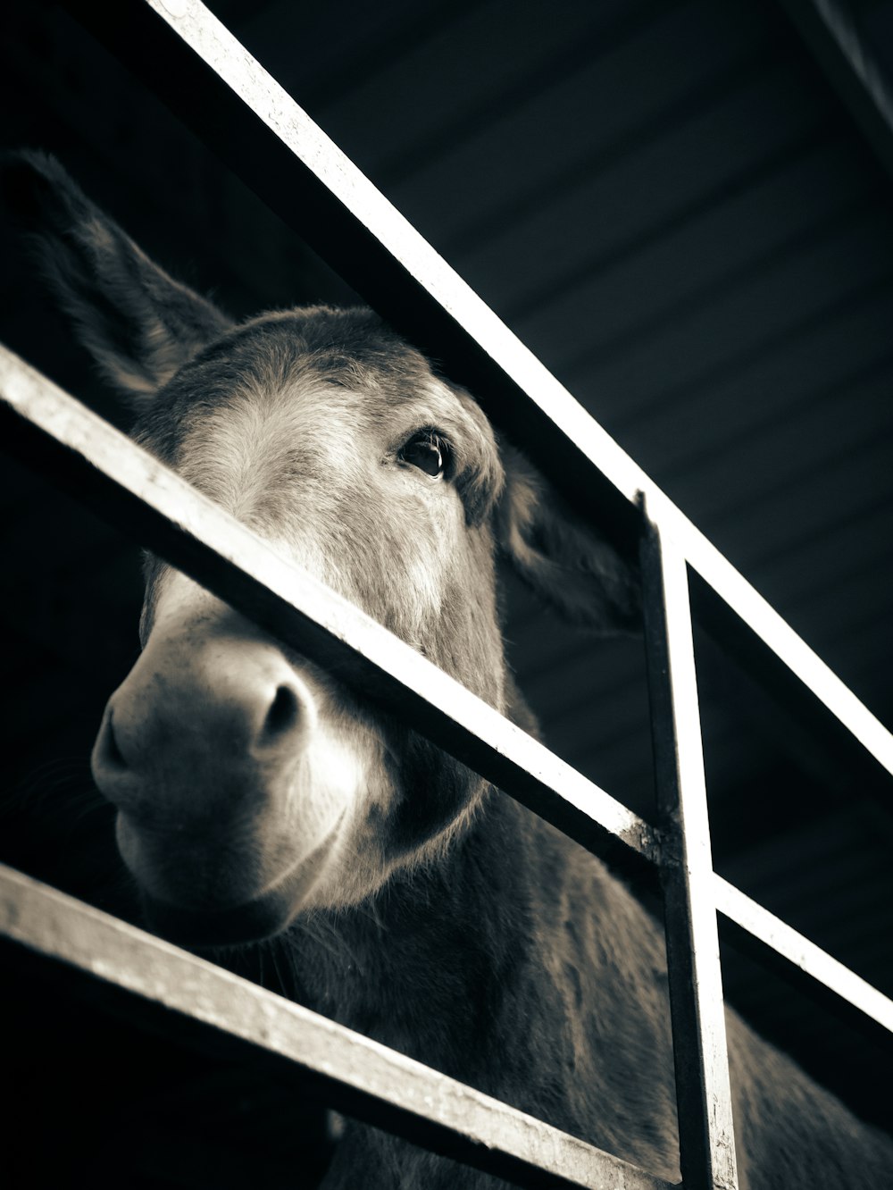 a donkey looking over a fence at the camera