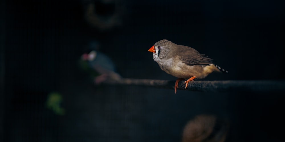 a small bird perched on top of a branch