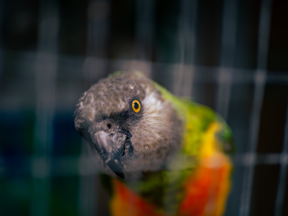 a close up of a bird in a cage