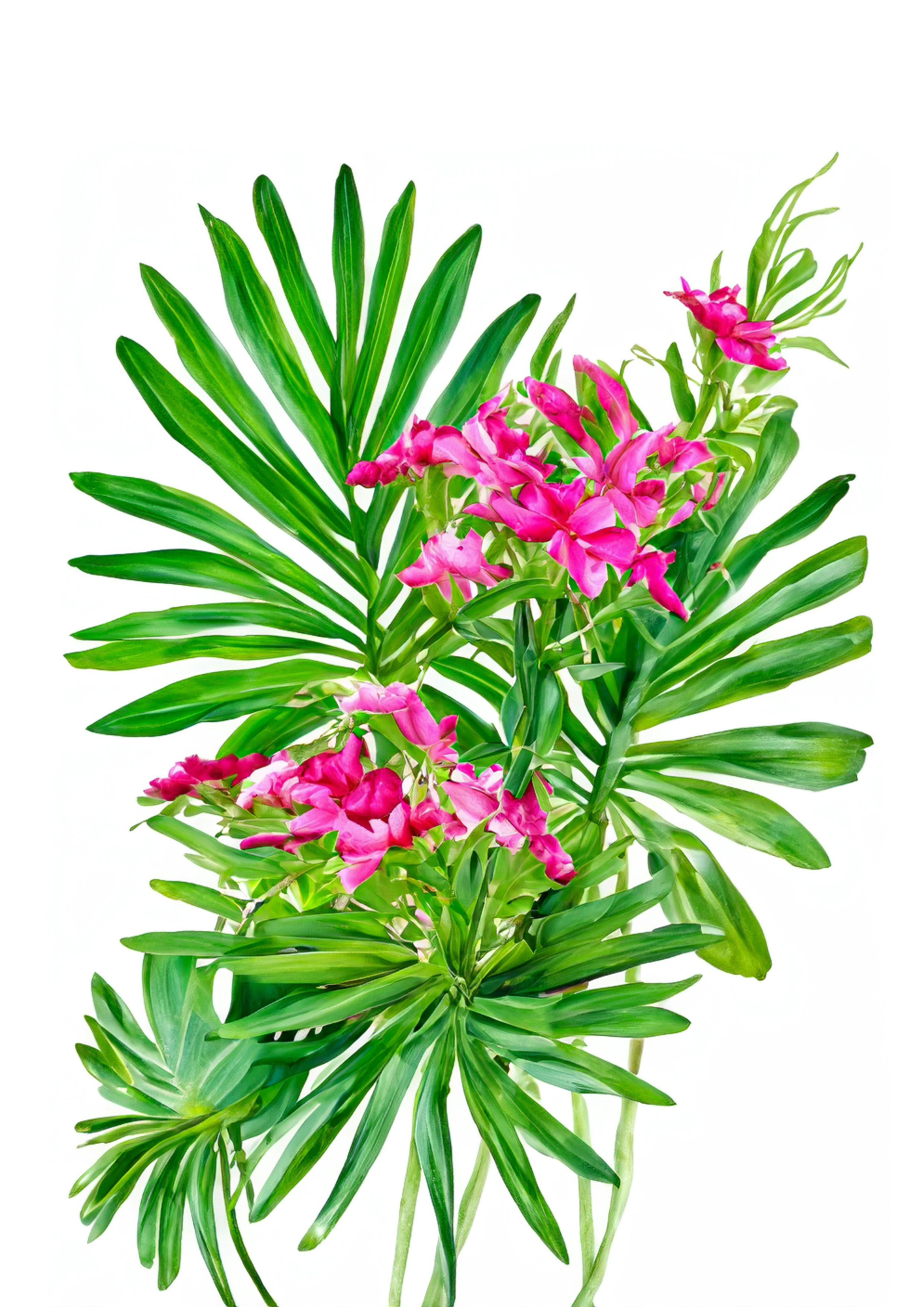 Medical benefits of the Tropic Thunder strain