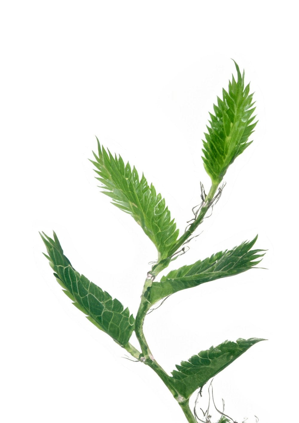 a close up of a green plant on a white background