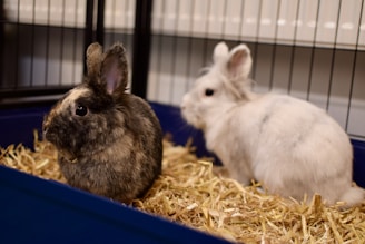 Two rabbits are in an enclosure filled with straw. One rabbit has a dark, speckled coat with hints of brown and is sitting in the foreground, while the other rabbit, with a white coat, is positioned in the background. The rabbits appear to be in a cozy environment.