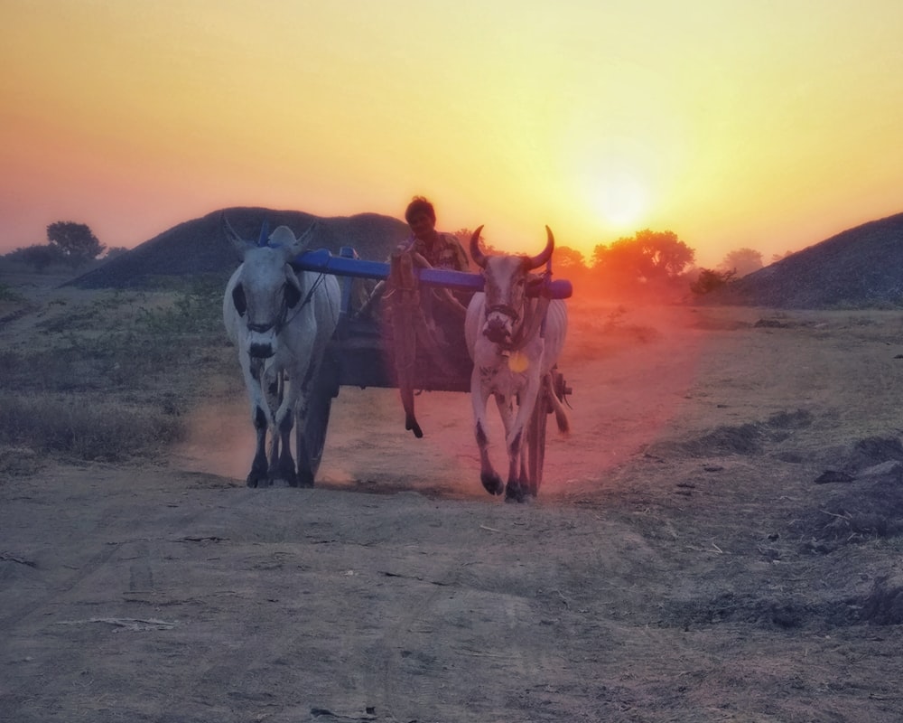 a couple of cows pulling a cart down a dirt road