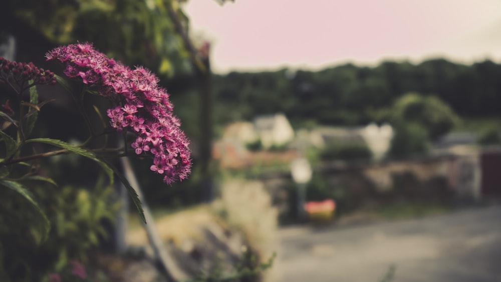 a bunch of purple flowers growing on the side of a building