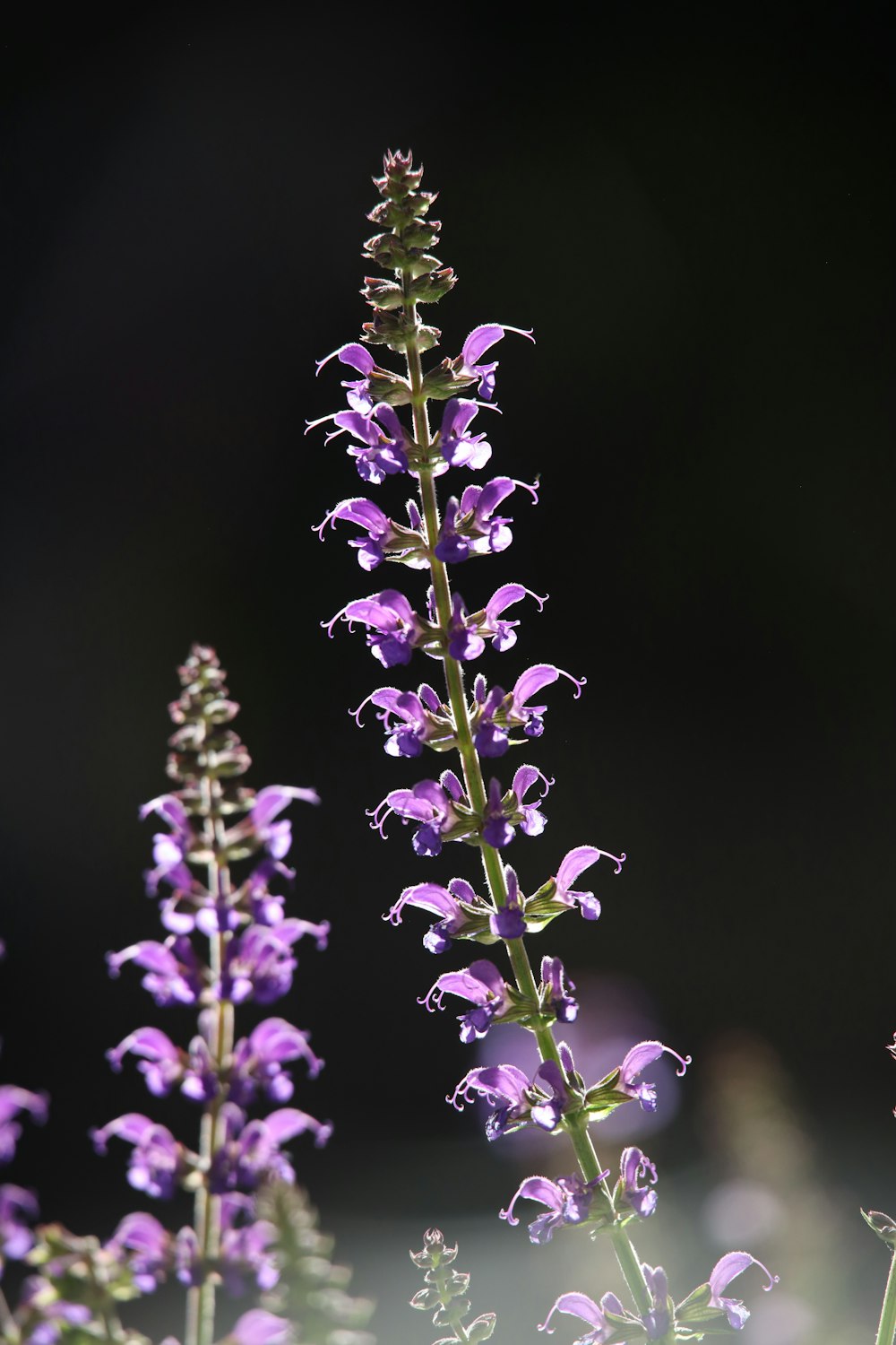 Un primo piano di un fiore viola con uno sfondo nero