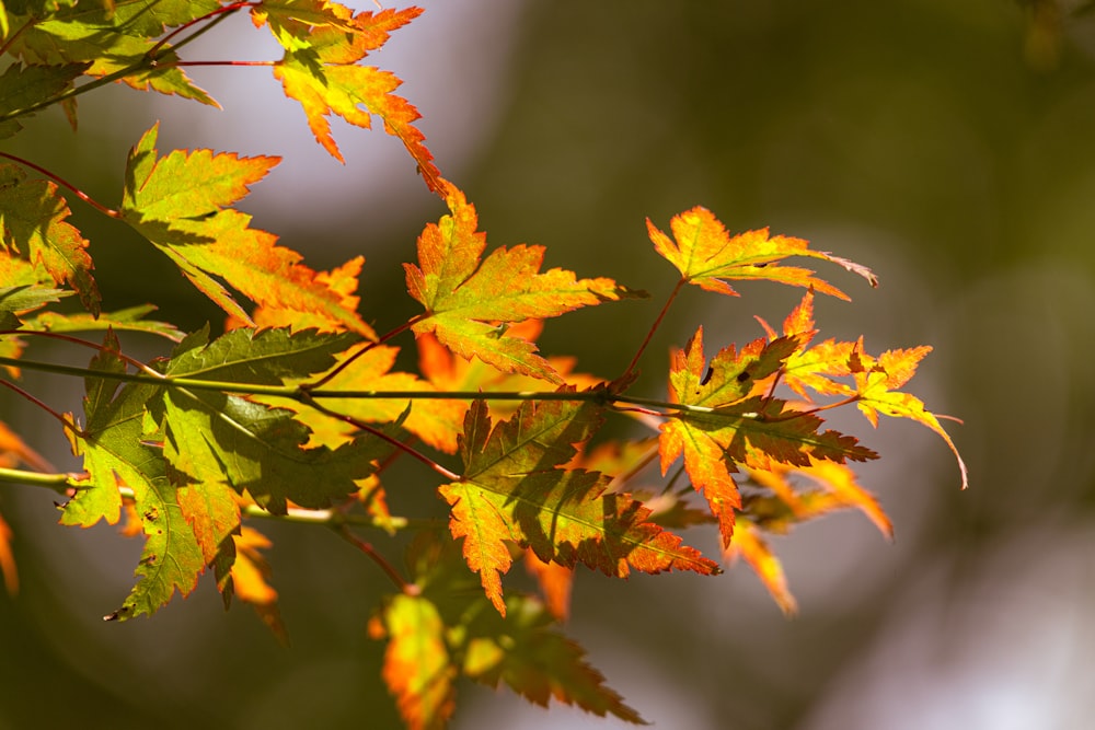 a close up of a tree with yellow leaves