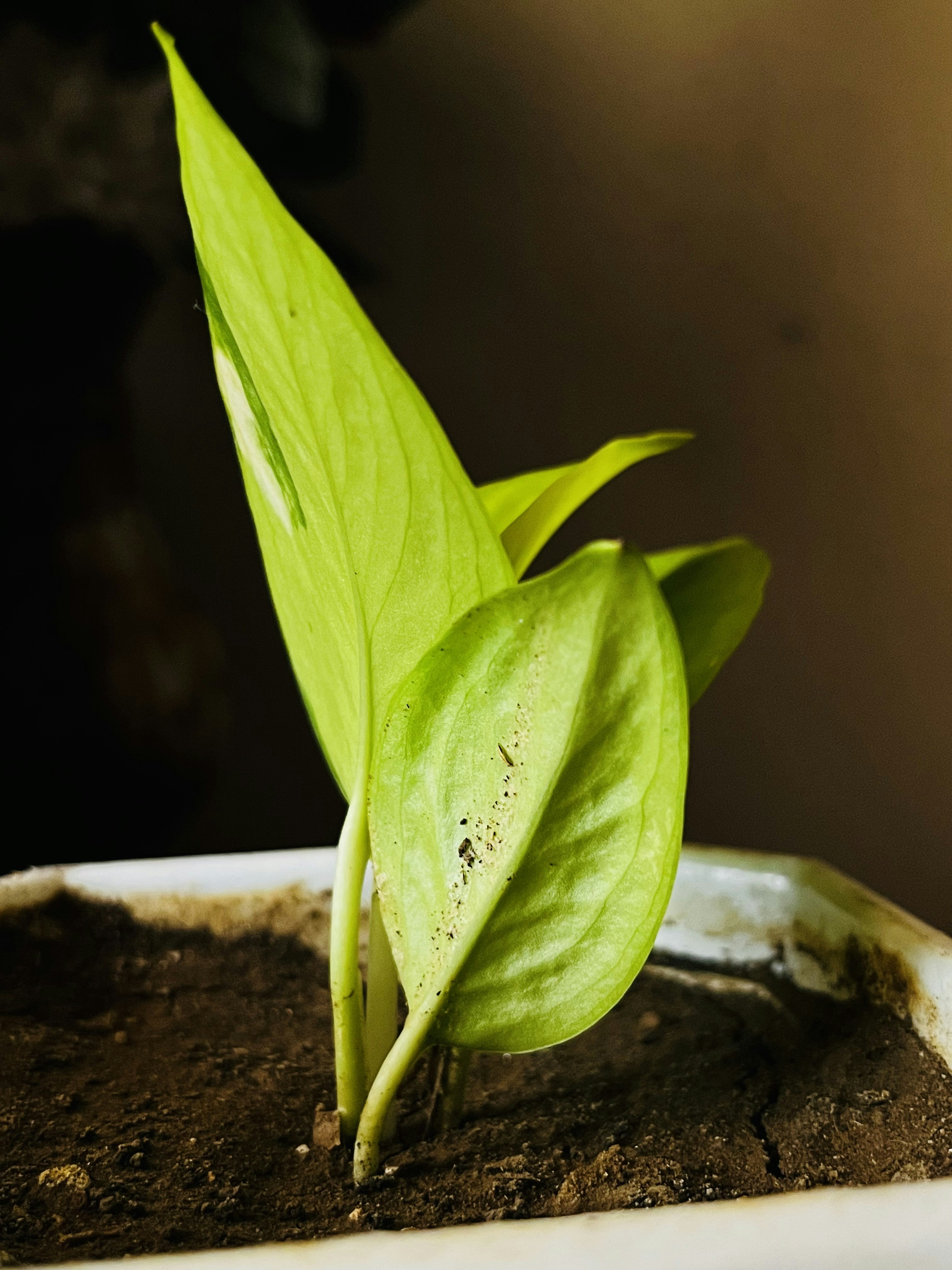 Photo by akshayg2992