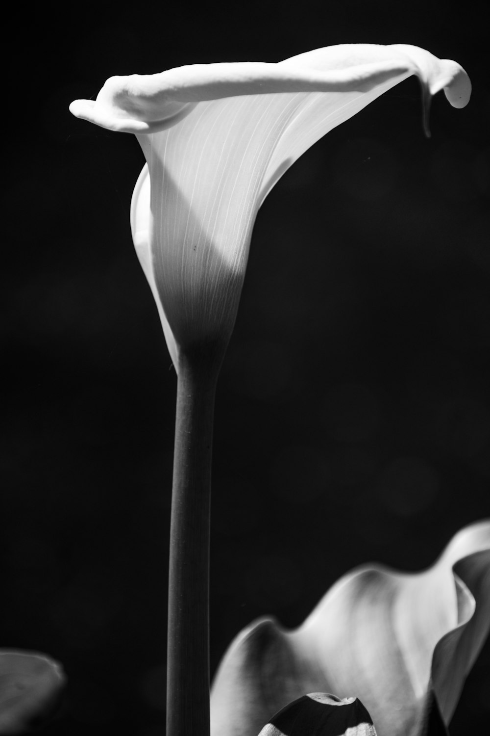 Una foto en blanco y negro de una flor