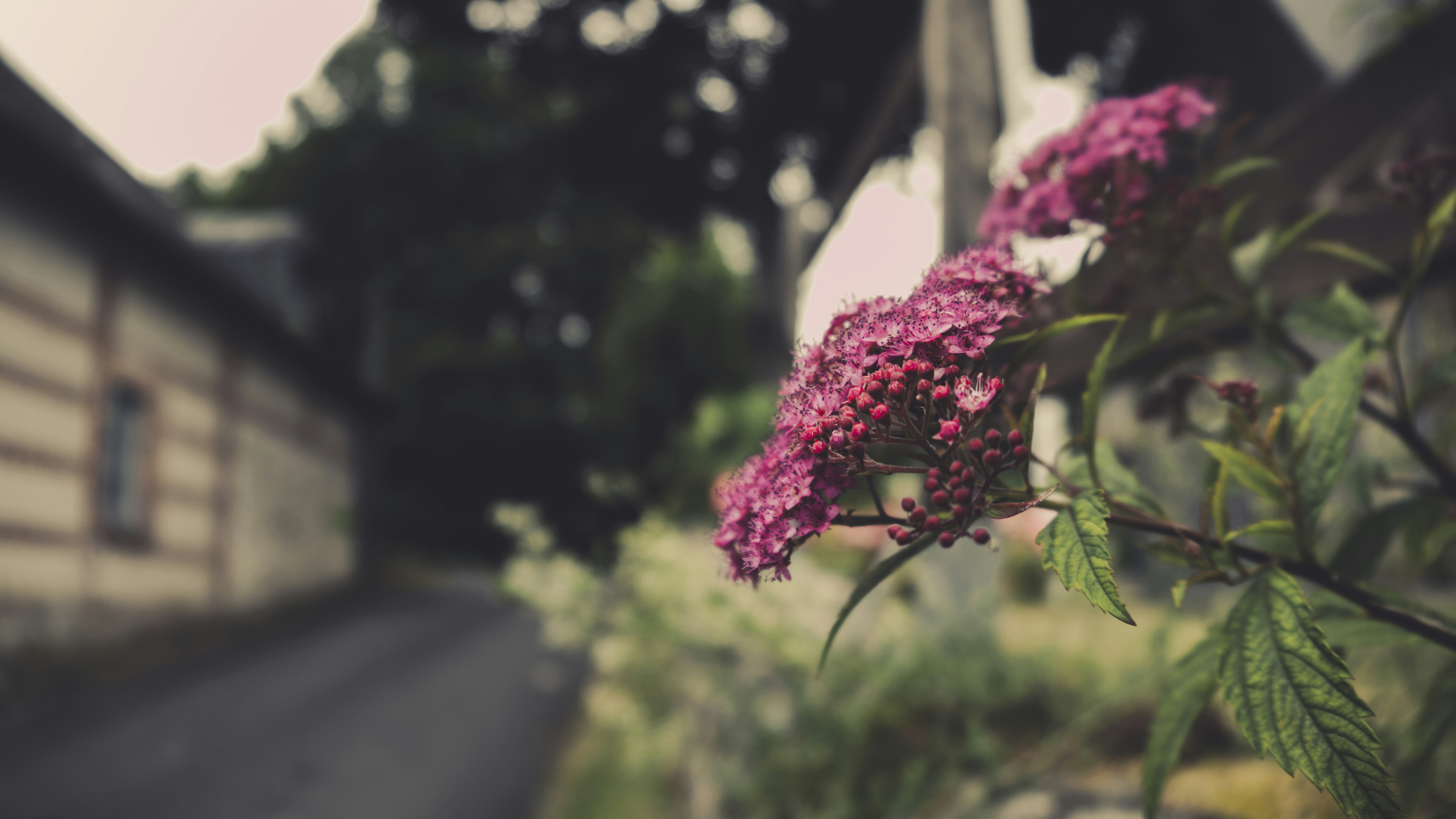 家の隣に紫色の花が生えています