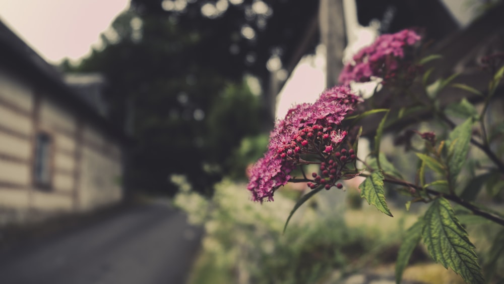 a purple flower is growing next to a house