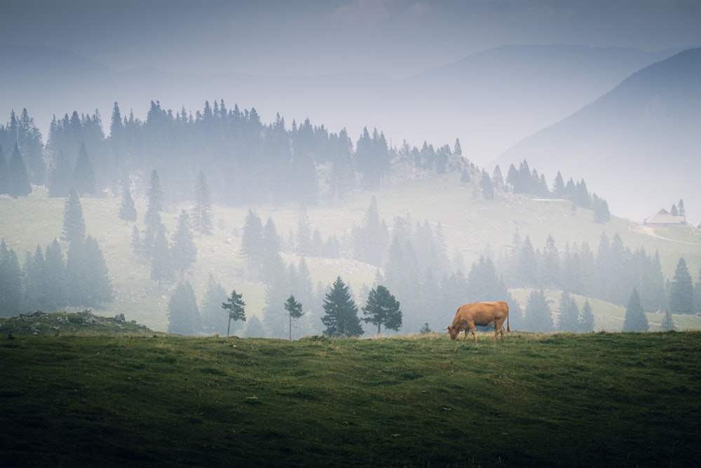 a brown cow standing on top of a lush green hillside