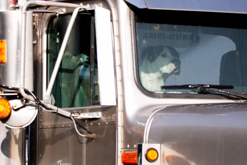 un cane seduto al posto di guida di un camion