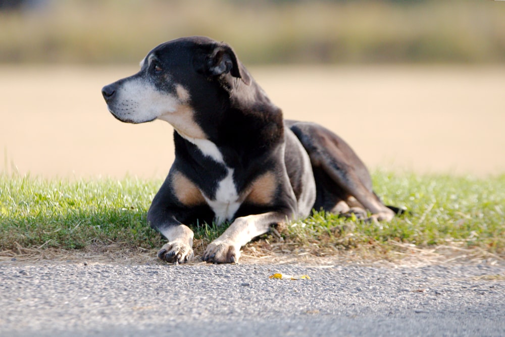 a black and white dog laying in the grass