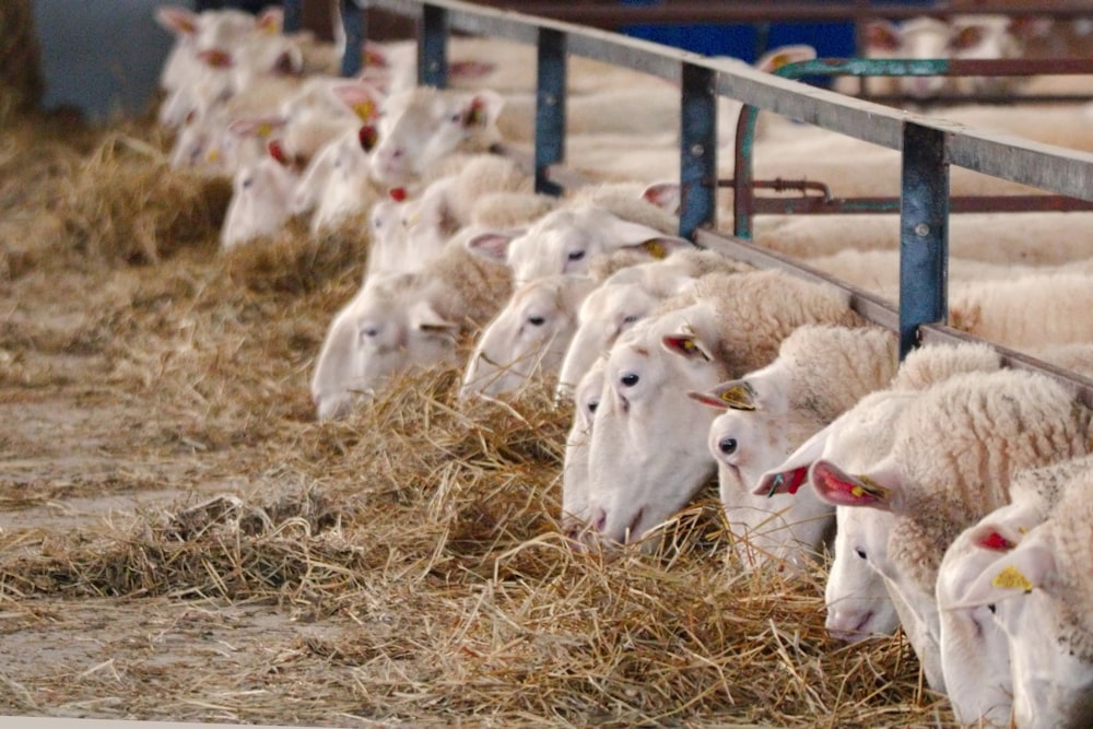 a herd of sheep eating hay in a pen