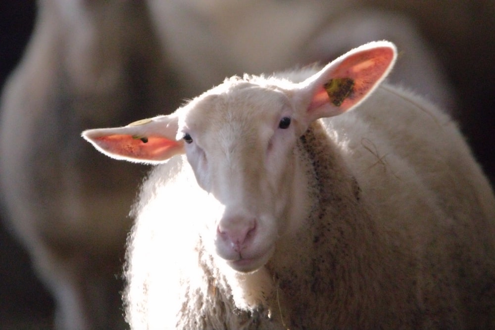 a close up of a sheep with other sheep in the background