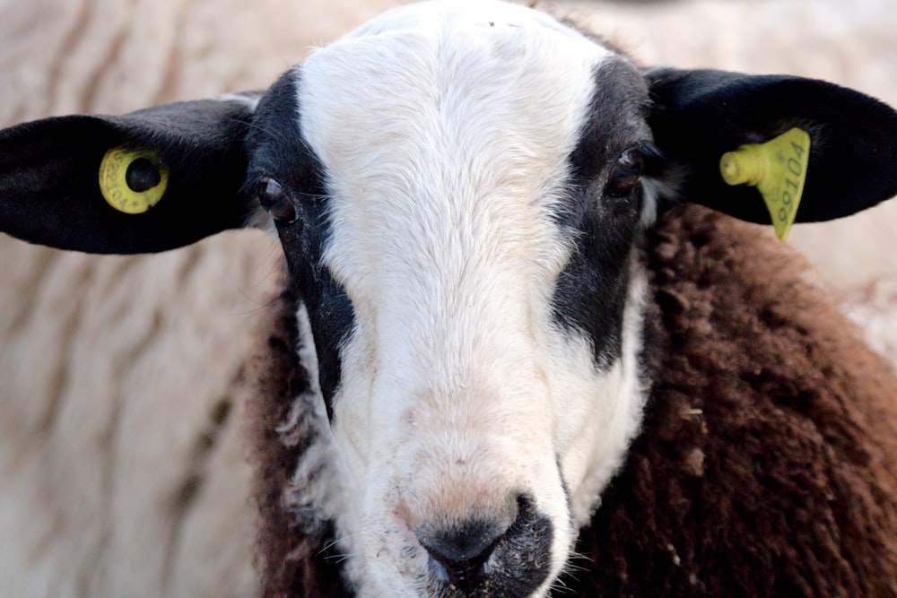 a close up of a black and white sheep with yellow eyes
