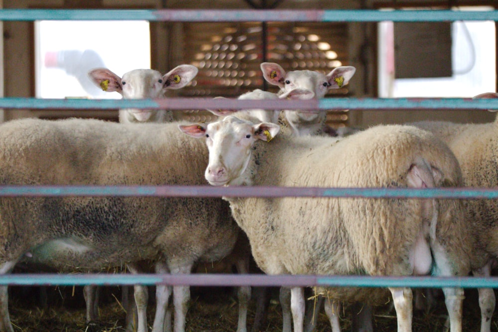 a herd of sheep standing next to each other in a pen
