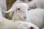 a herd of sheep standing next to each other