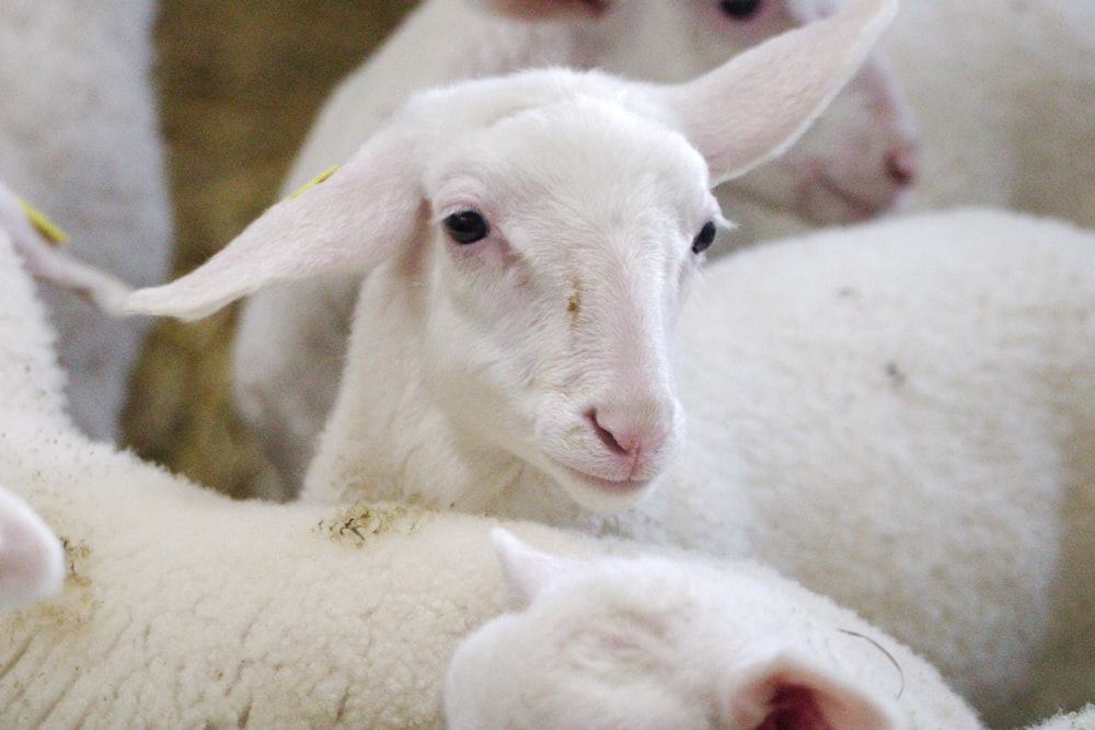 a herd of sheep standing next to each other