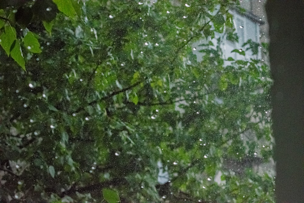 a cat sitting on a window sill in the rain