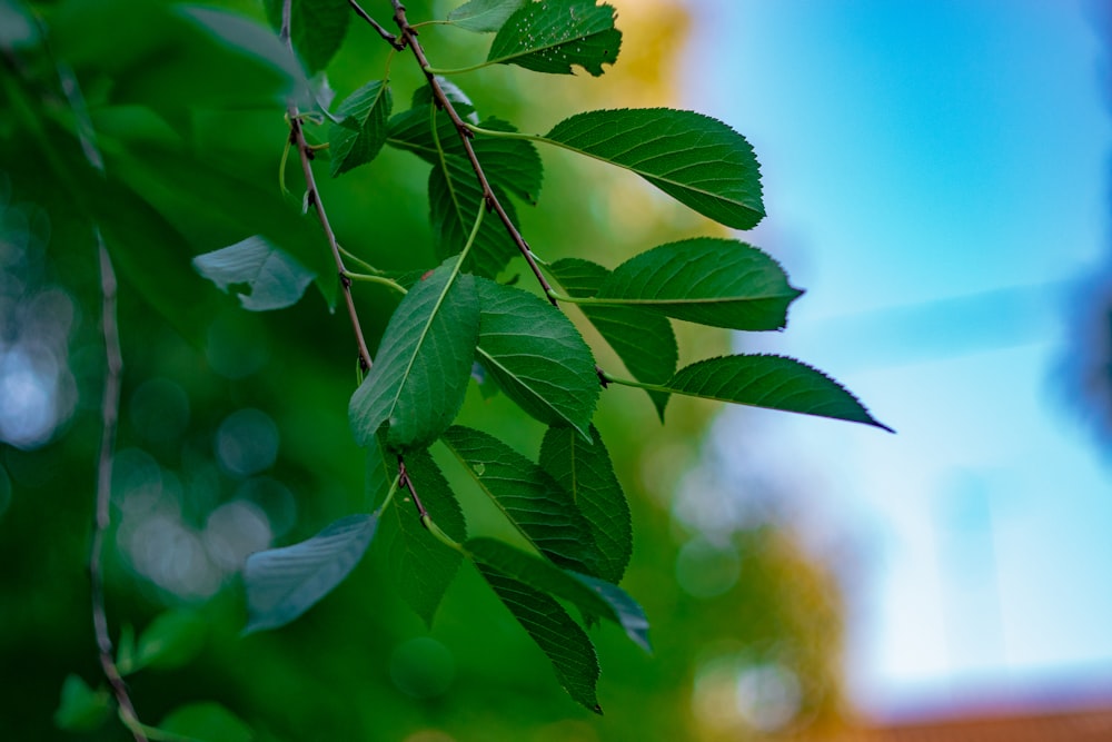 a branch of a tree with green leaves