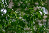 Soft raindrops falling gently on lush green leaves in a quiet forest.