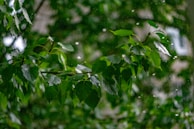 Close-up of gentle rain falling on green leaves, evoking peaceful natural sounds.