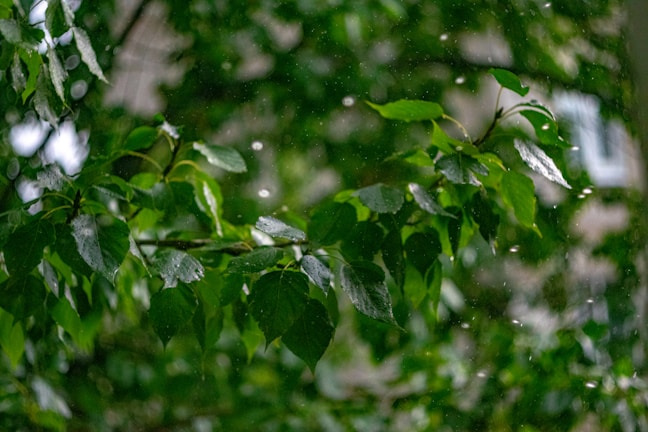 Soft raindrops falling gently on lush green leaves in a quiet forest.
