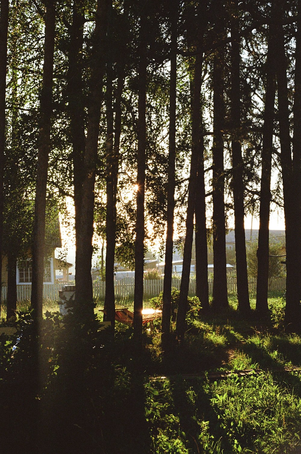 O sol brilha entre as árvores do parque