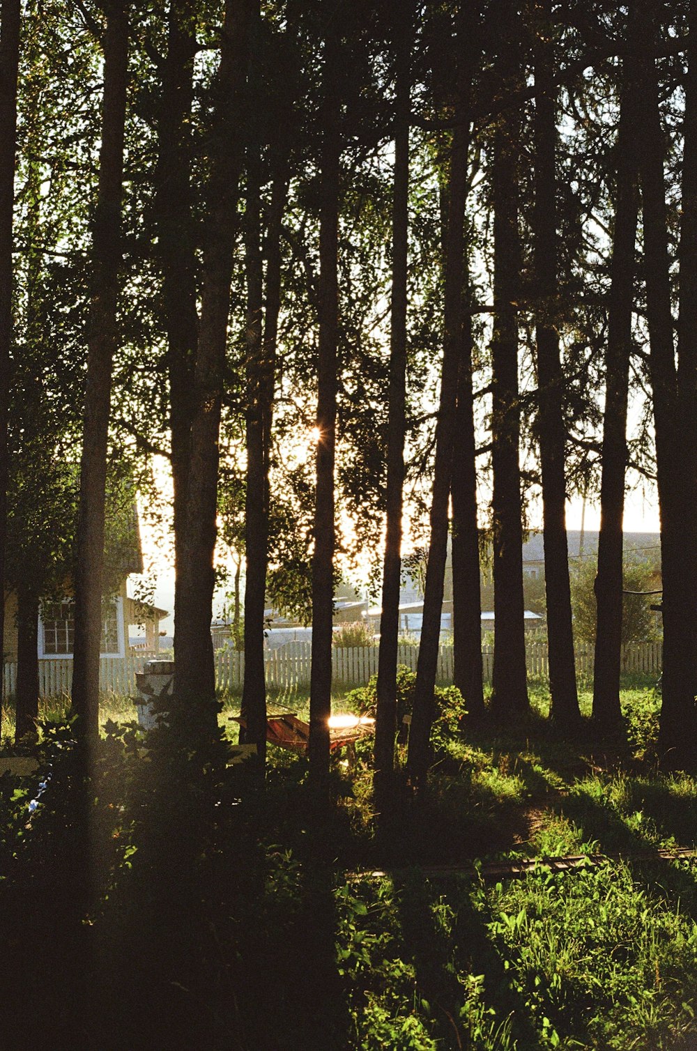 Il sole splende tra gli alberi del parco