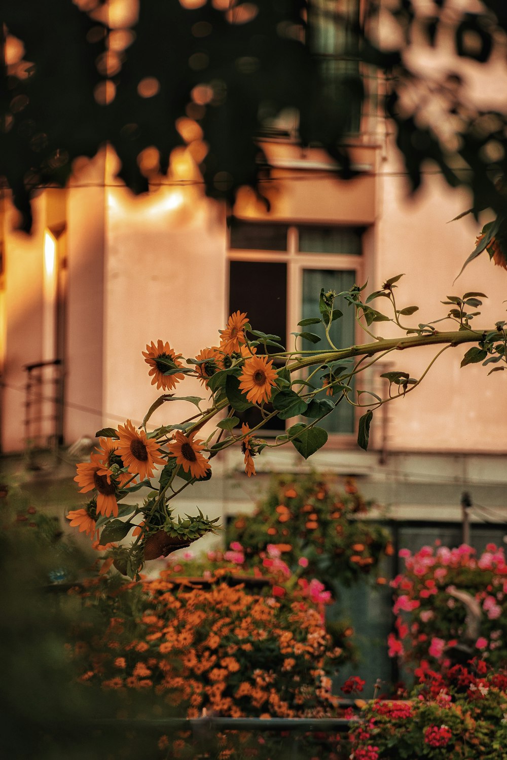 a bunch of sunflowers in front of a building