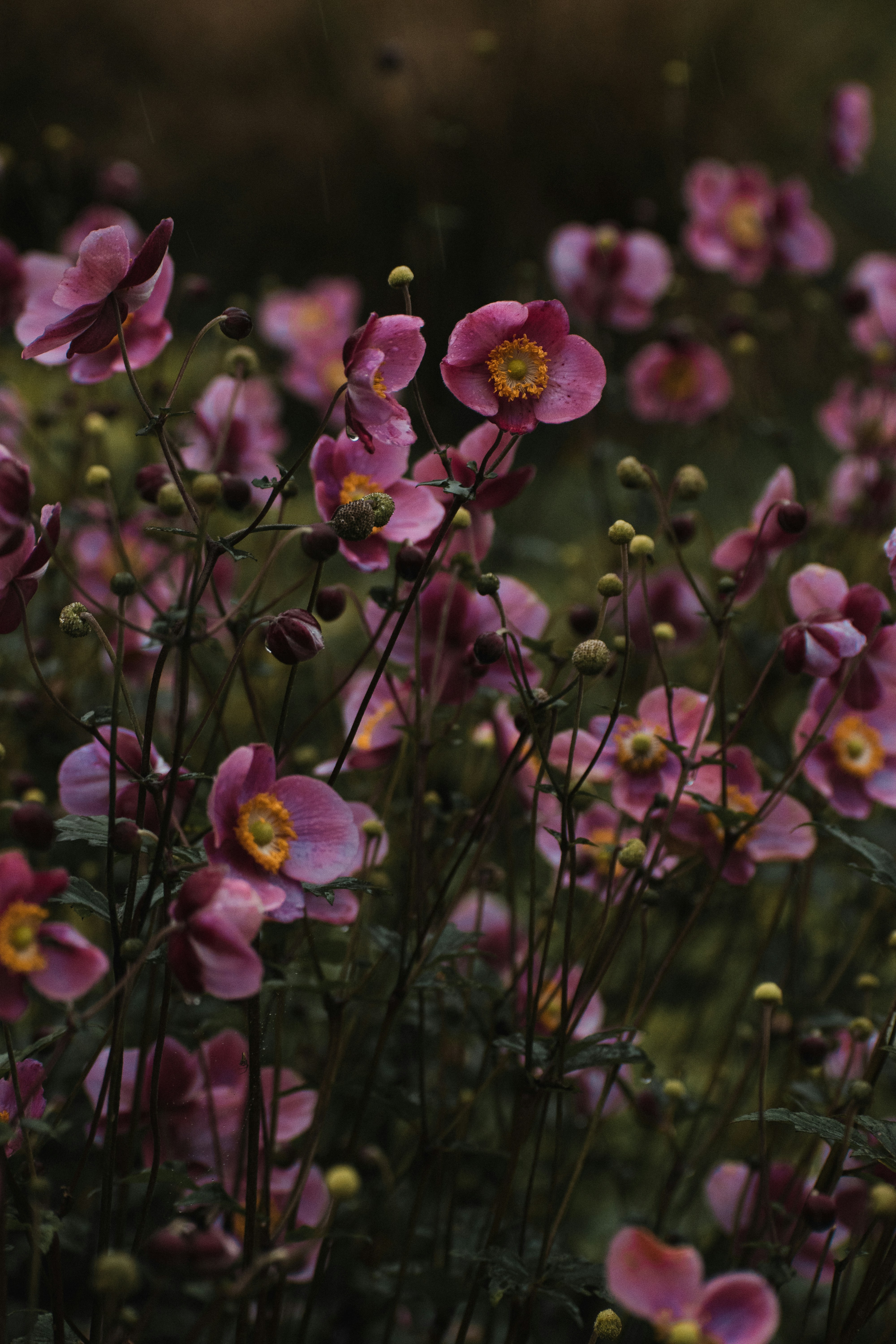 a field of pink flowers with yellow centers