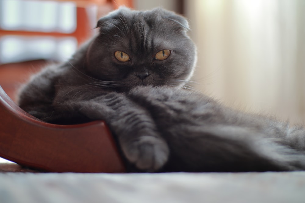 a gray cat laying on top of a wooden chair