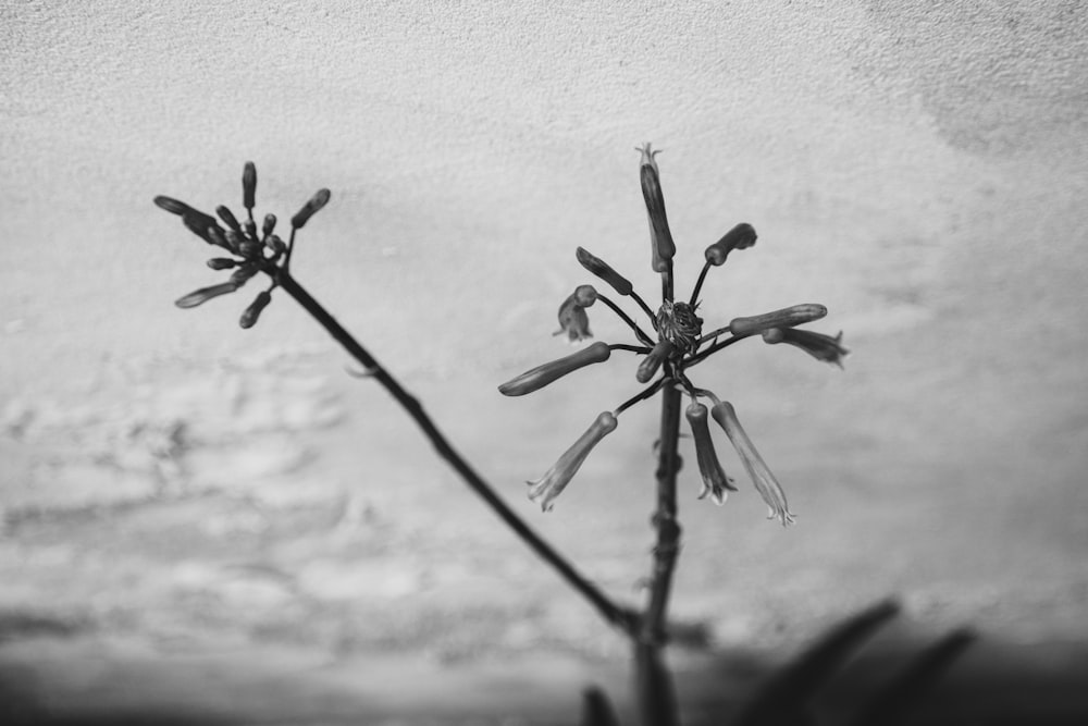 uma foto em preto e branco de uma flor